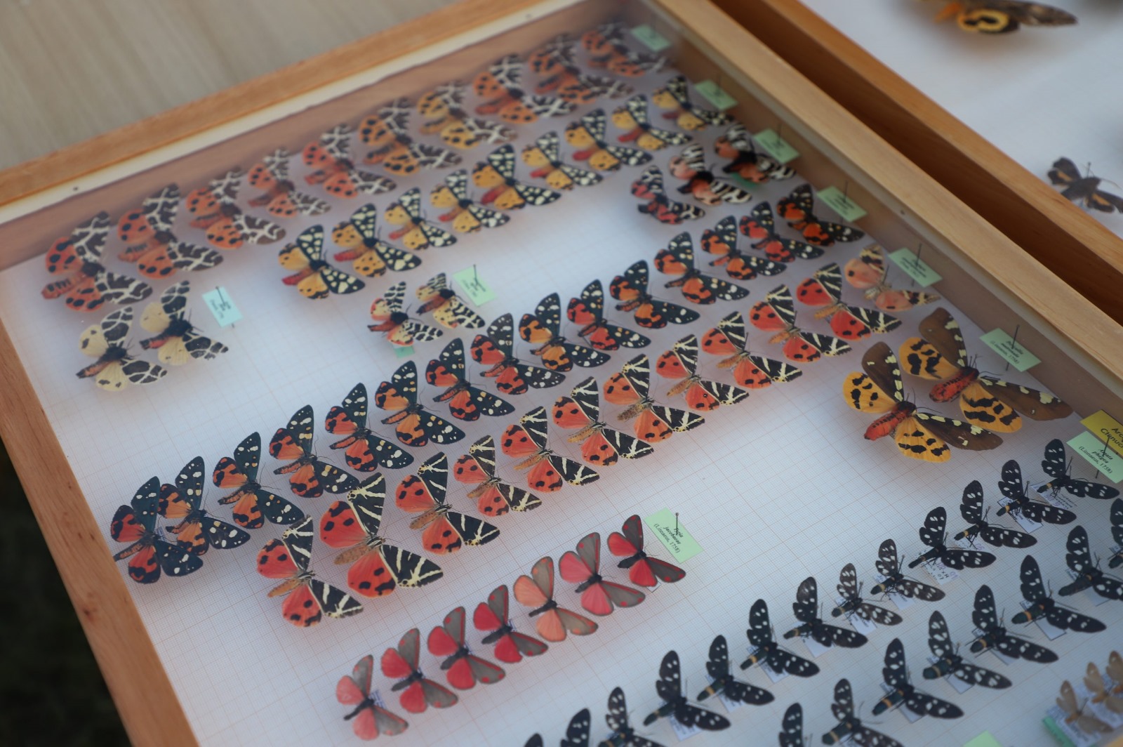 IMG-20250614-WA0007