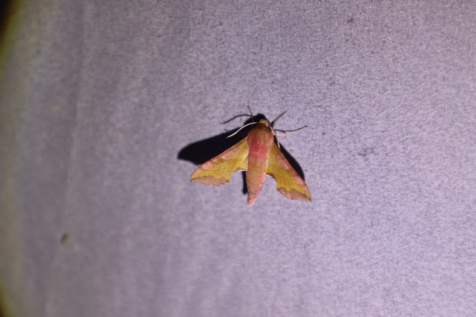 IMG-20250614-WA0009