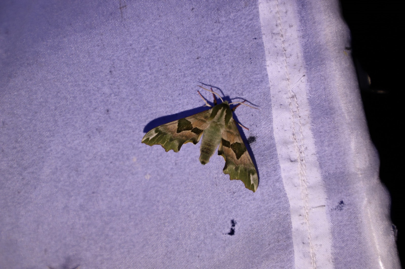 IMG-20250614-WA0012