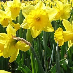 Sudjelovanje naše škole u humanitarnoj akciji Dani narcisa